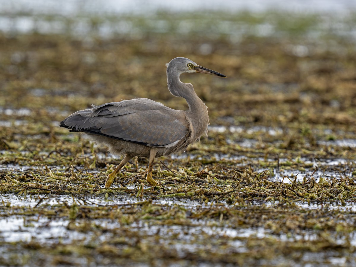 White-faced Heron - ML646828291
