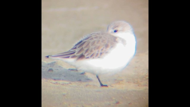 Ak Kumkuşu - ML646828292