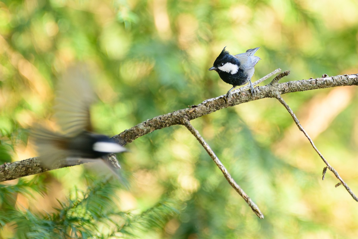 Rufous-naped Tit - ML646828293
