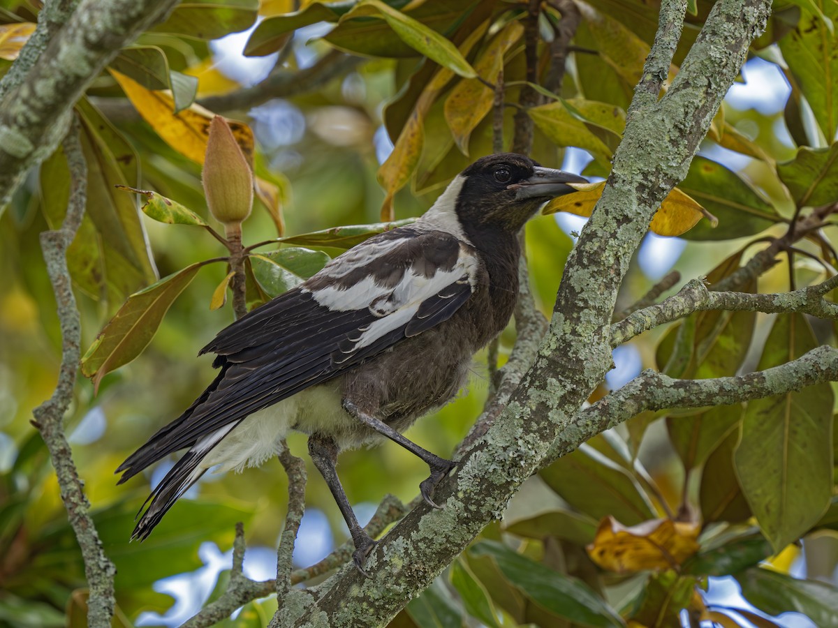 Australian Magpie - ML646828294