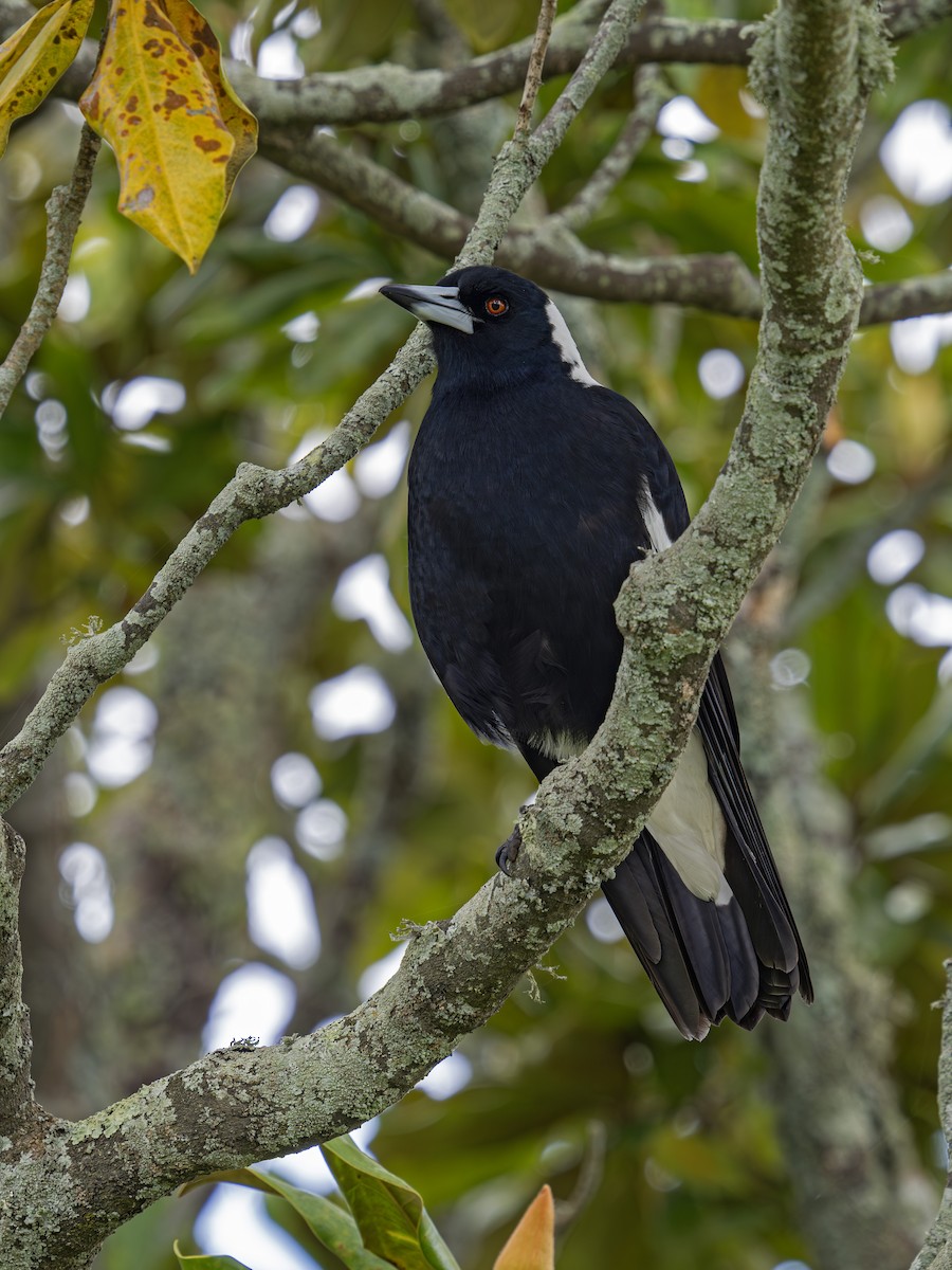 Australian Magpie - ML646828295