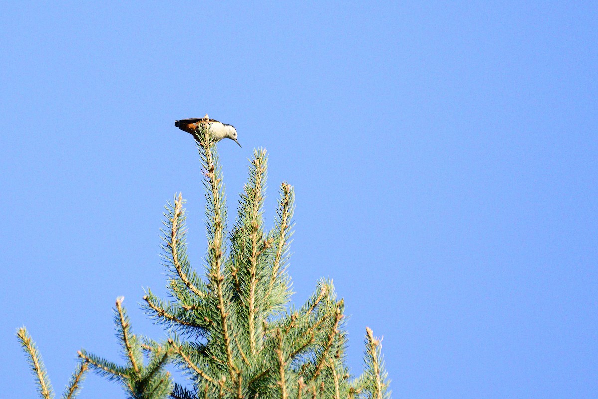 White-cheeked Nuthatch - ML646828296