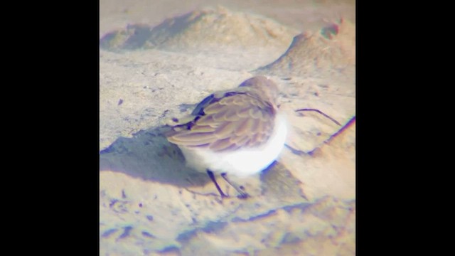 jespák aljašský - ML646828297