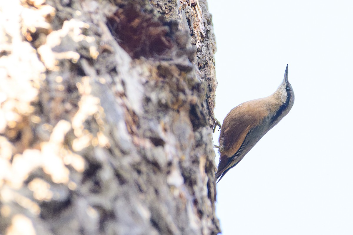 Kashmir Nuthatch - ML646828298