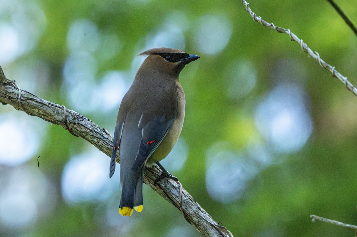 Cedar Waxwing - ML646828299