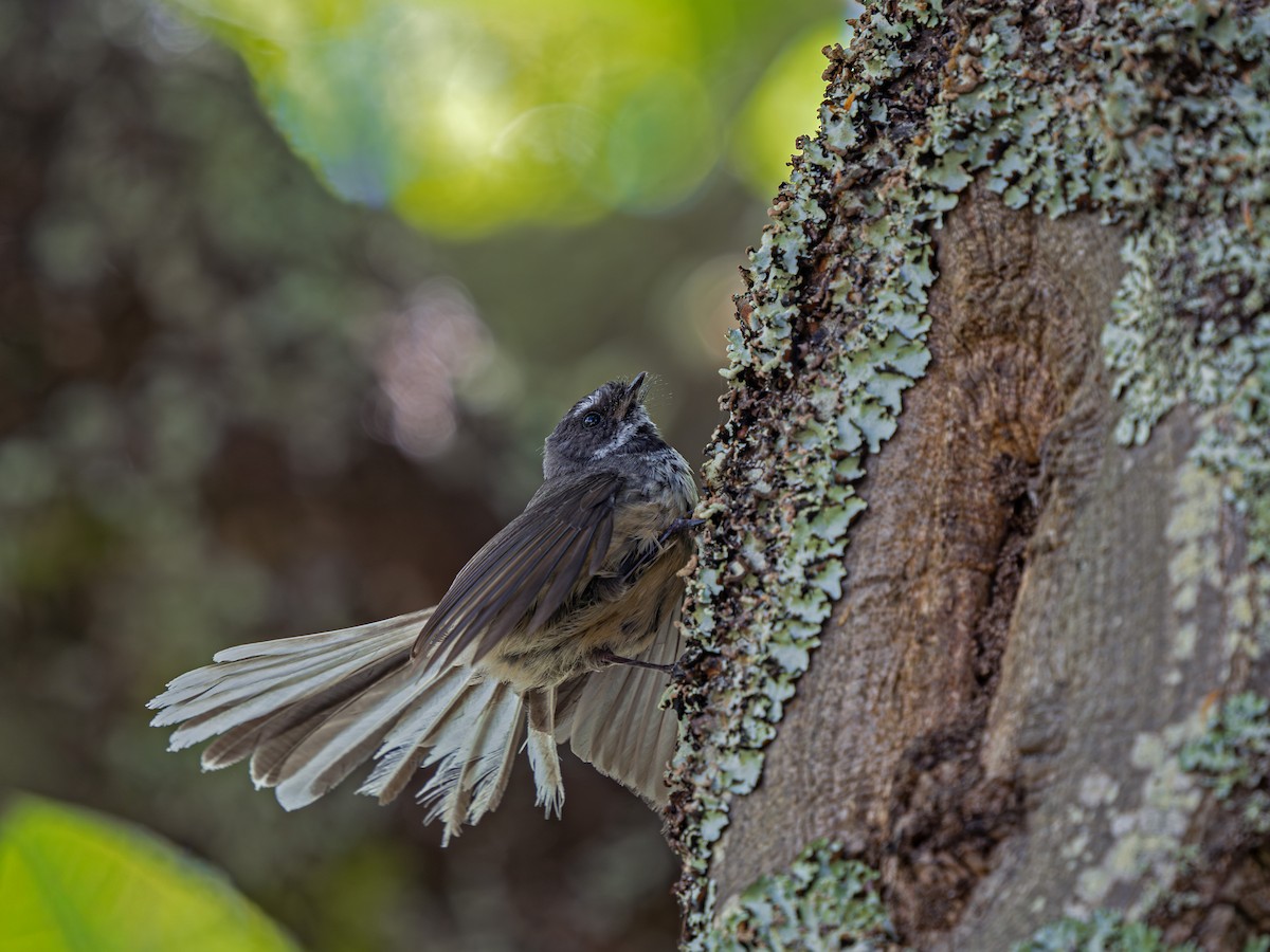 New Zealand Fantail - ML646828300