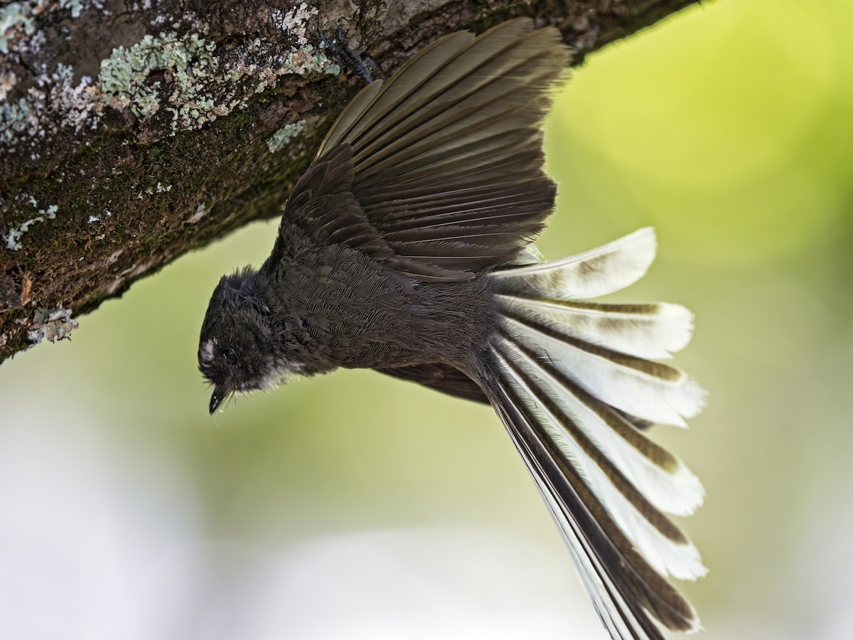 New Zealand Fantail - ML646828301