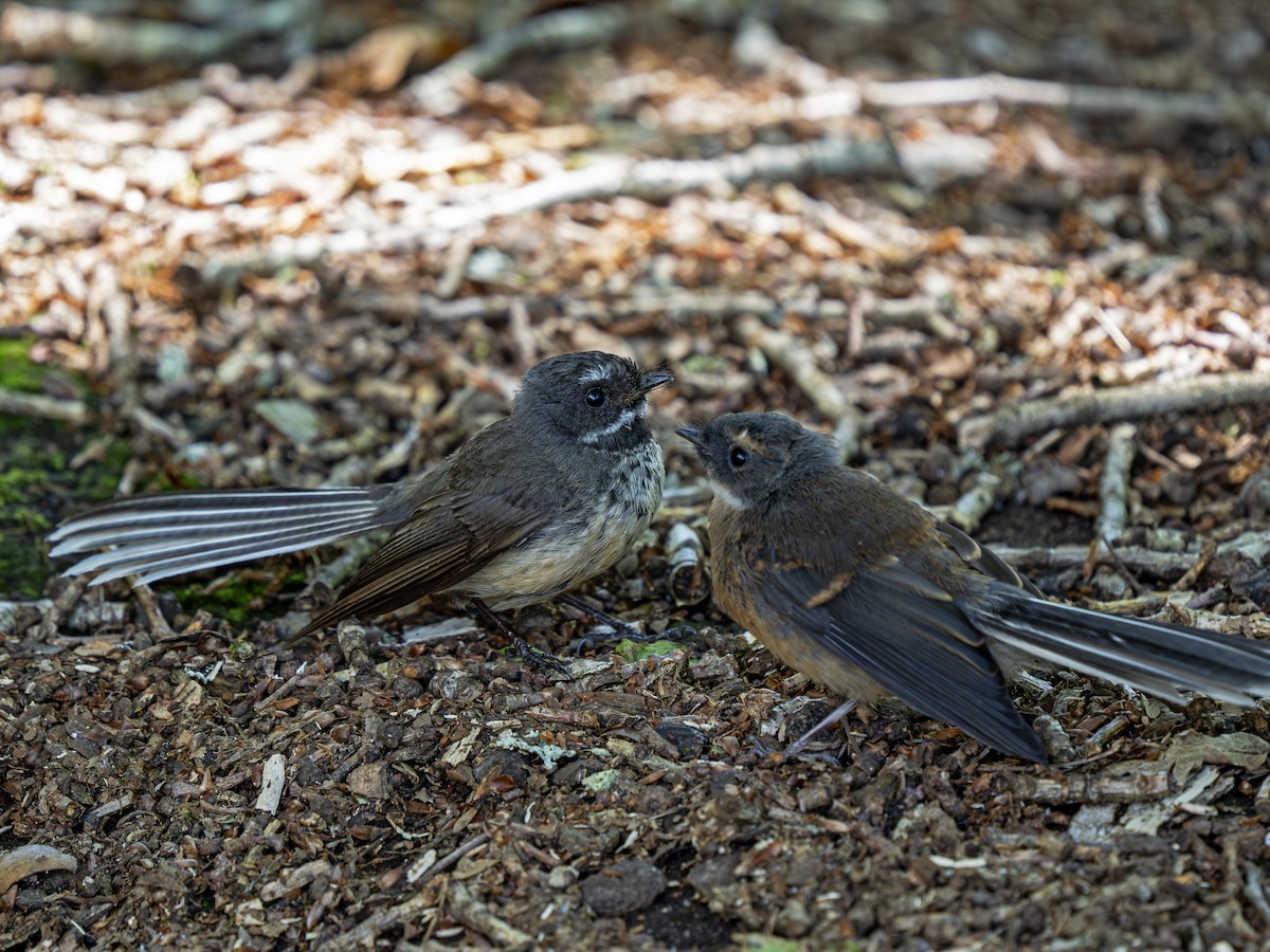 New Zealand Fantail - ML646828302
