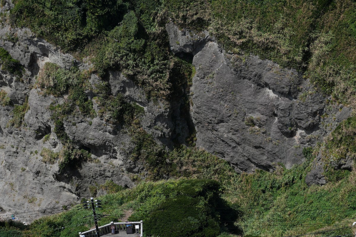 tanımsız Apodidae sp. - ML646828303