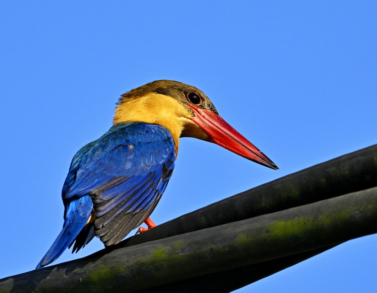 Аистоклювый гуриал - ML646828305