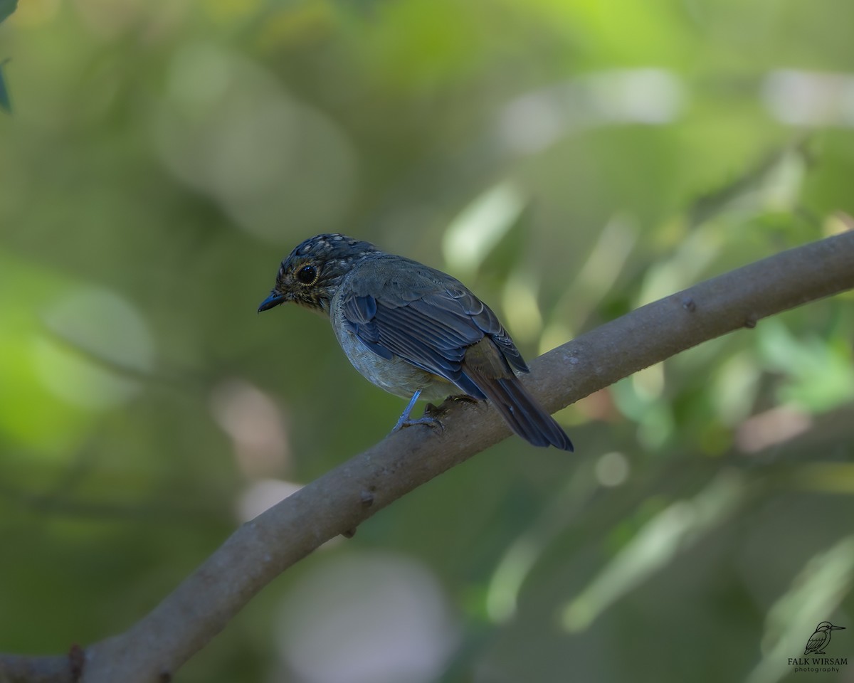 Taiwan Vivid Niltava - ML646828306