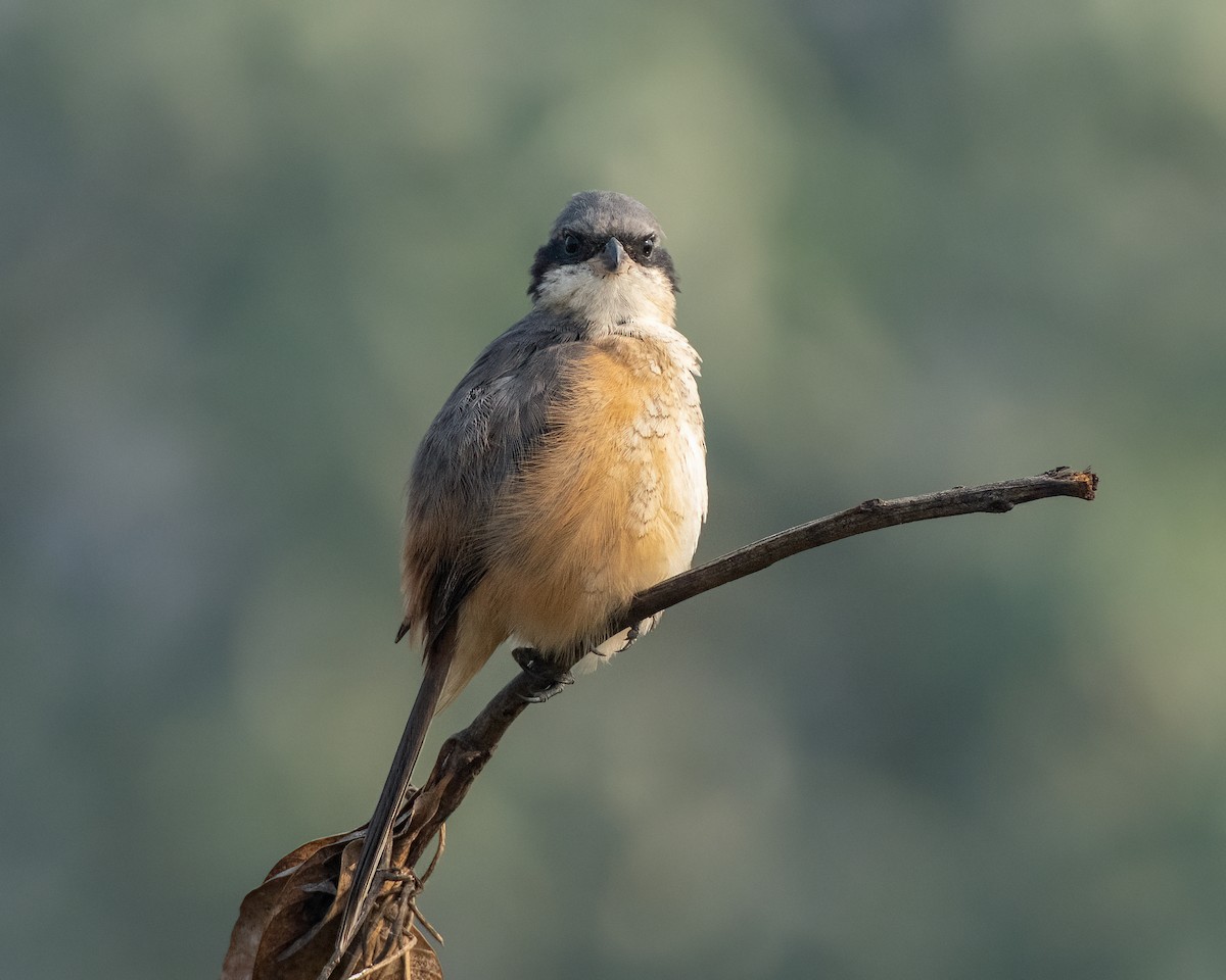 Тибетский сорокопут - ML646828307