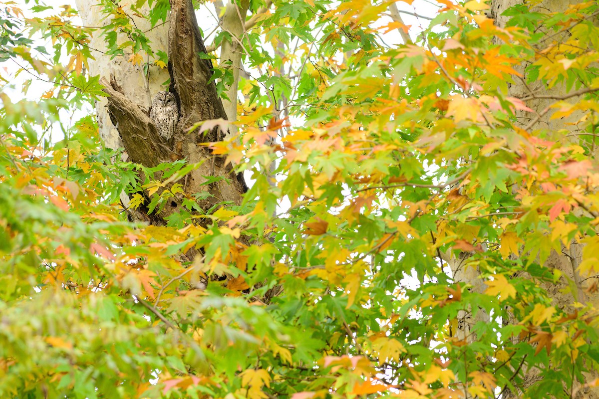 Tawny Owl - ML646828309