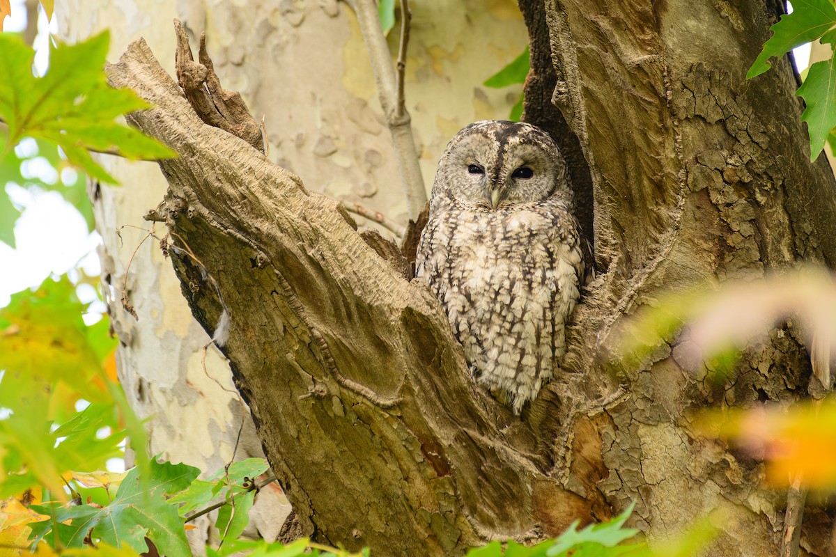 Tawny Owl - ML646828310