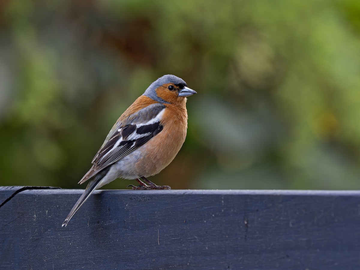 Дуулгат бужирга - ML646828312