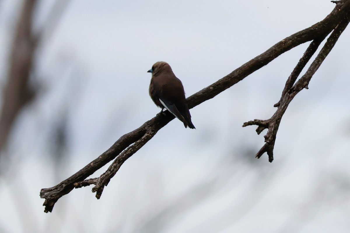 sotsvalestær - ML646828314