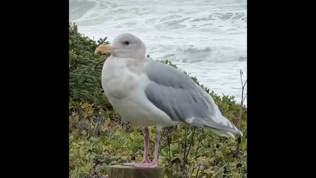 Gaviota de Bering - ML646828315