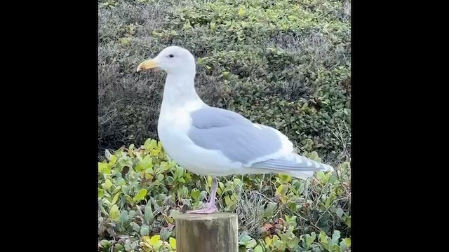 Gaviota de Bering - ML646828316