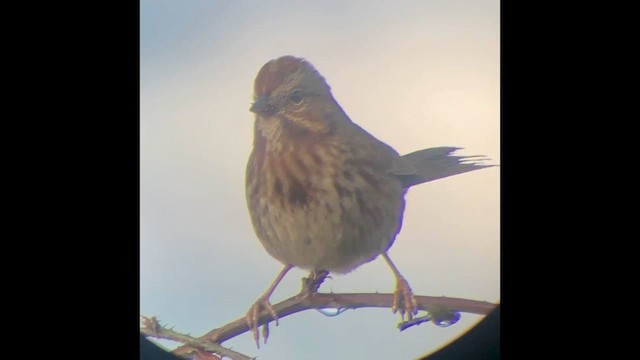 Ötücü Serçe - ML646828317