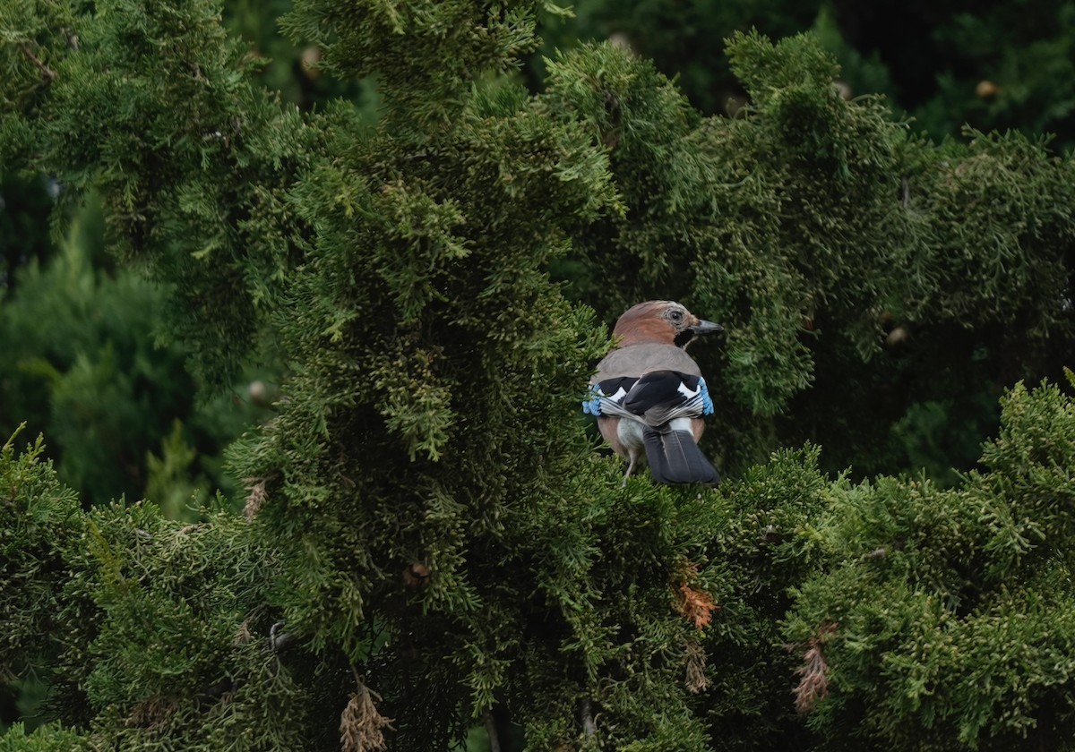 Ятга шаазгай - ML646828318