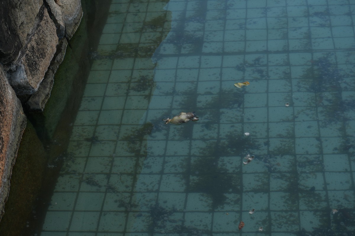 Ánade Picopinto Chino - ML646828319