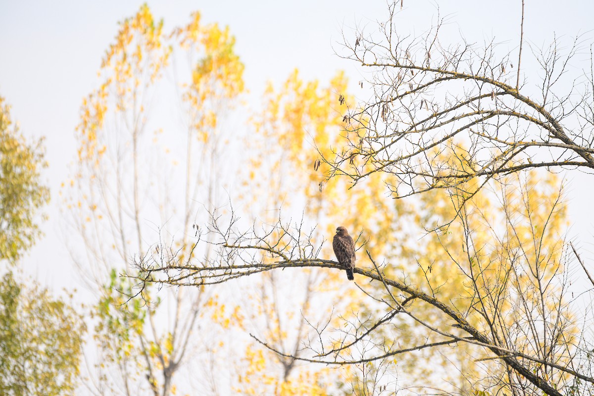 Himalayan Buzzard - ML646828320