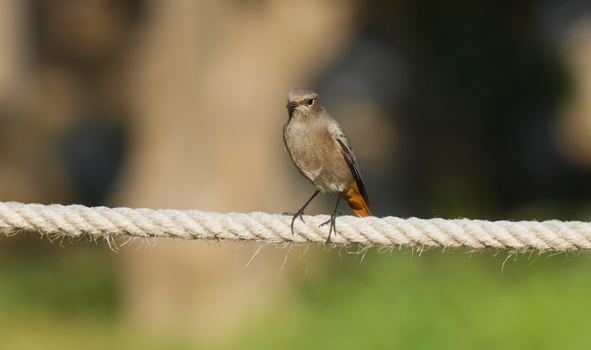 Colirrojo Tizón - ML646828321