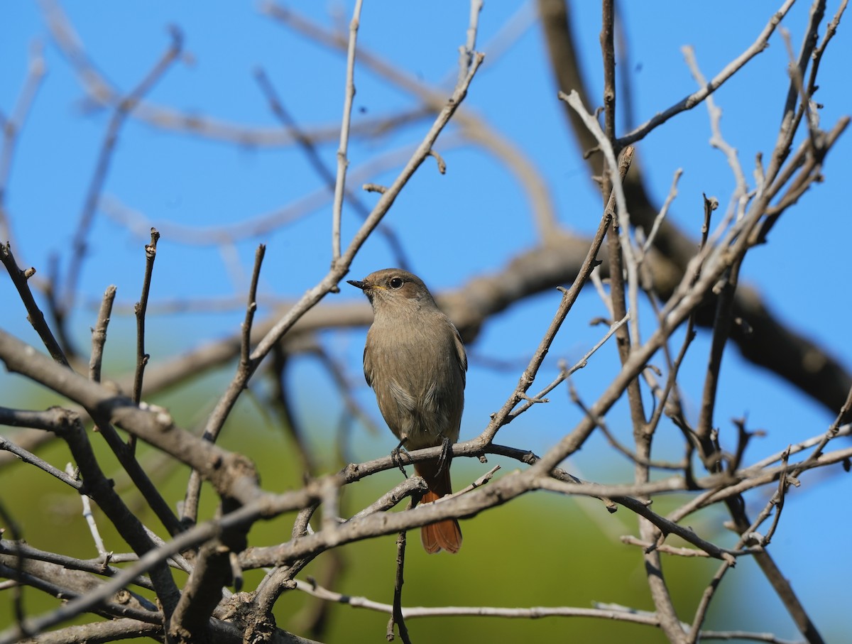 Colirrojo Tizón - ML646828322