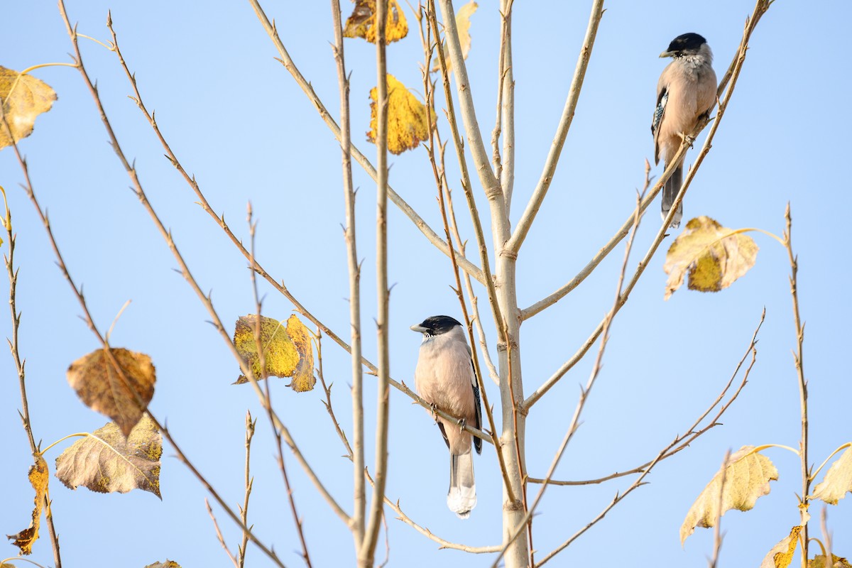 Arrendajo Cabecinegro - ML646828323