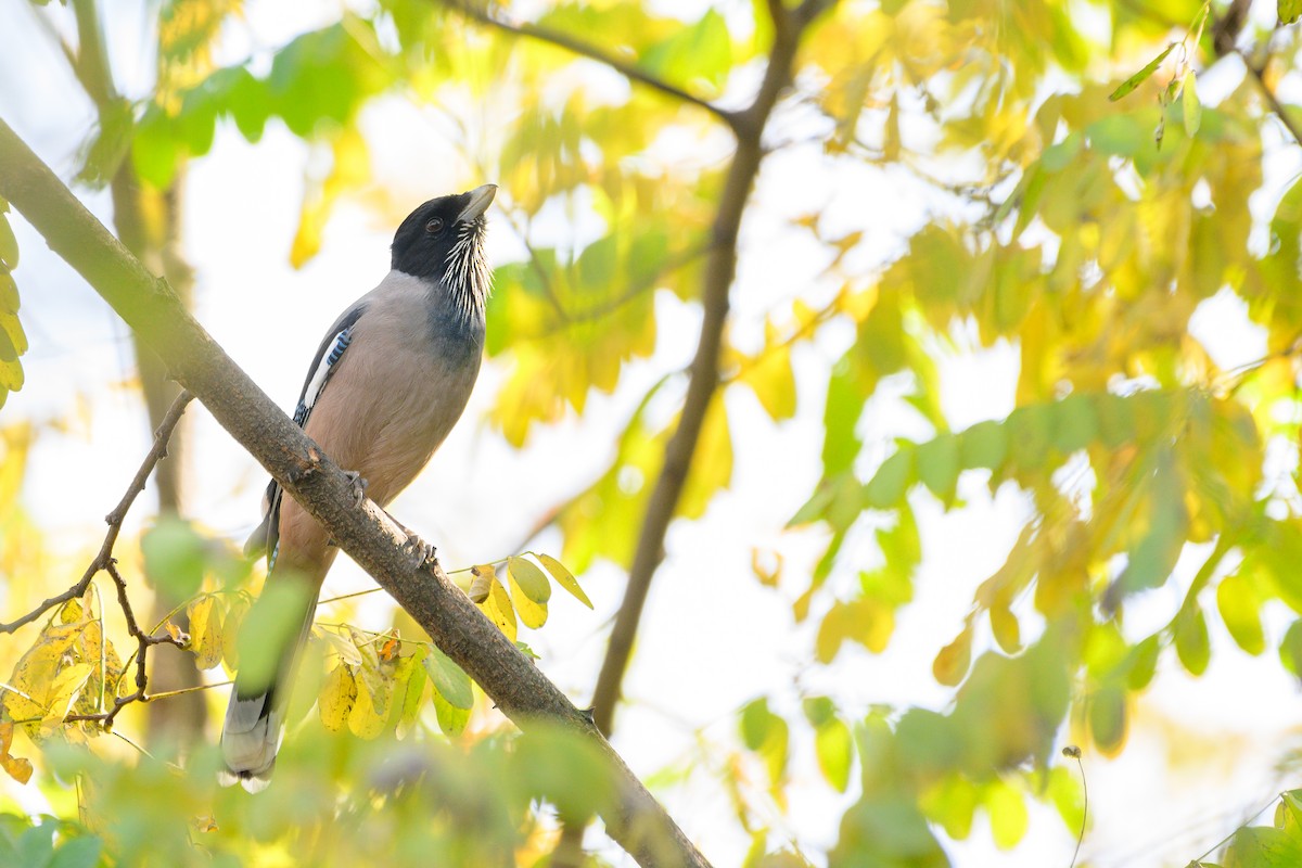 Arrendajo Cabecinegro - ML646828324