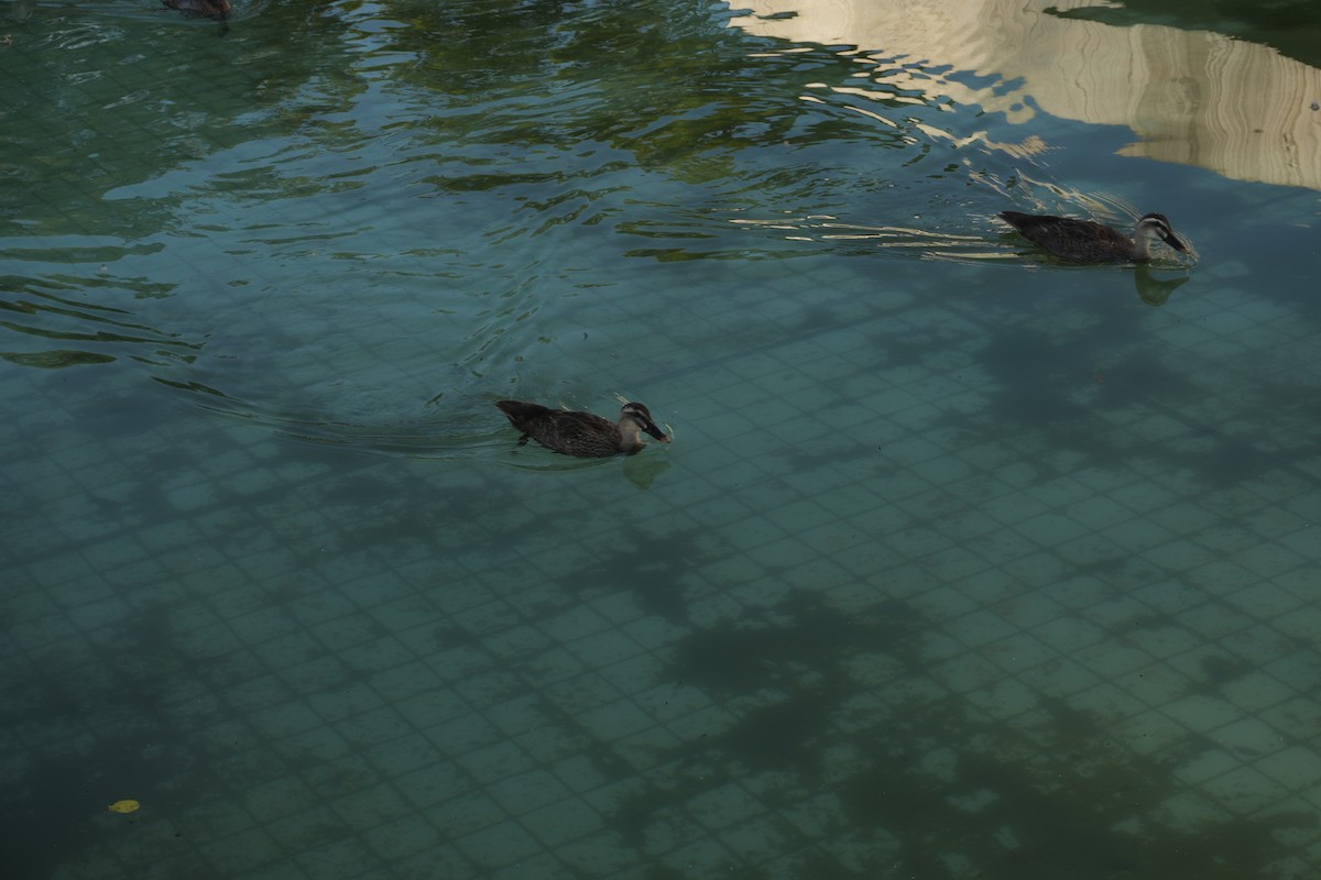 Ánade Picopinto Chino - ML646828326