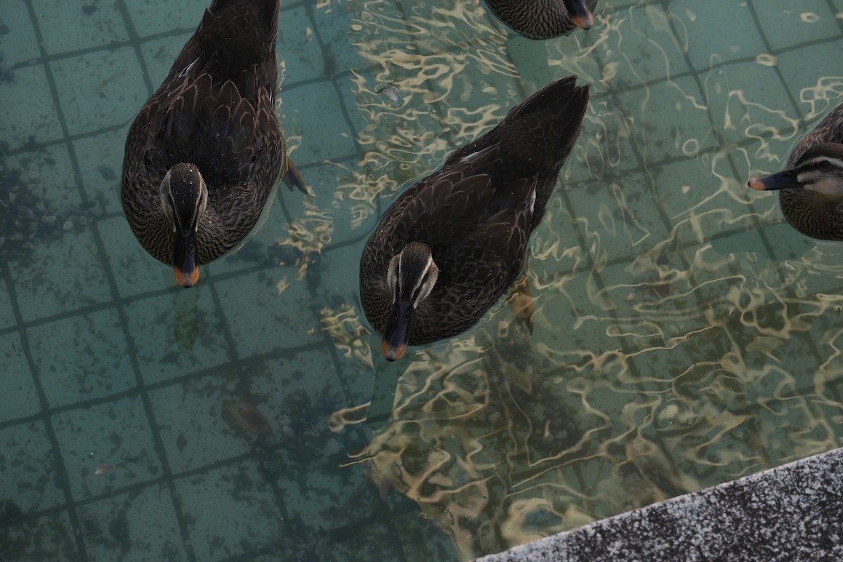 Ánade Picopinto Chino - ML646828327