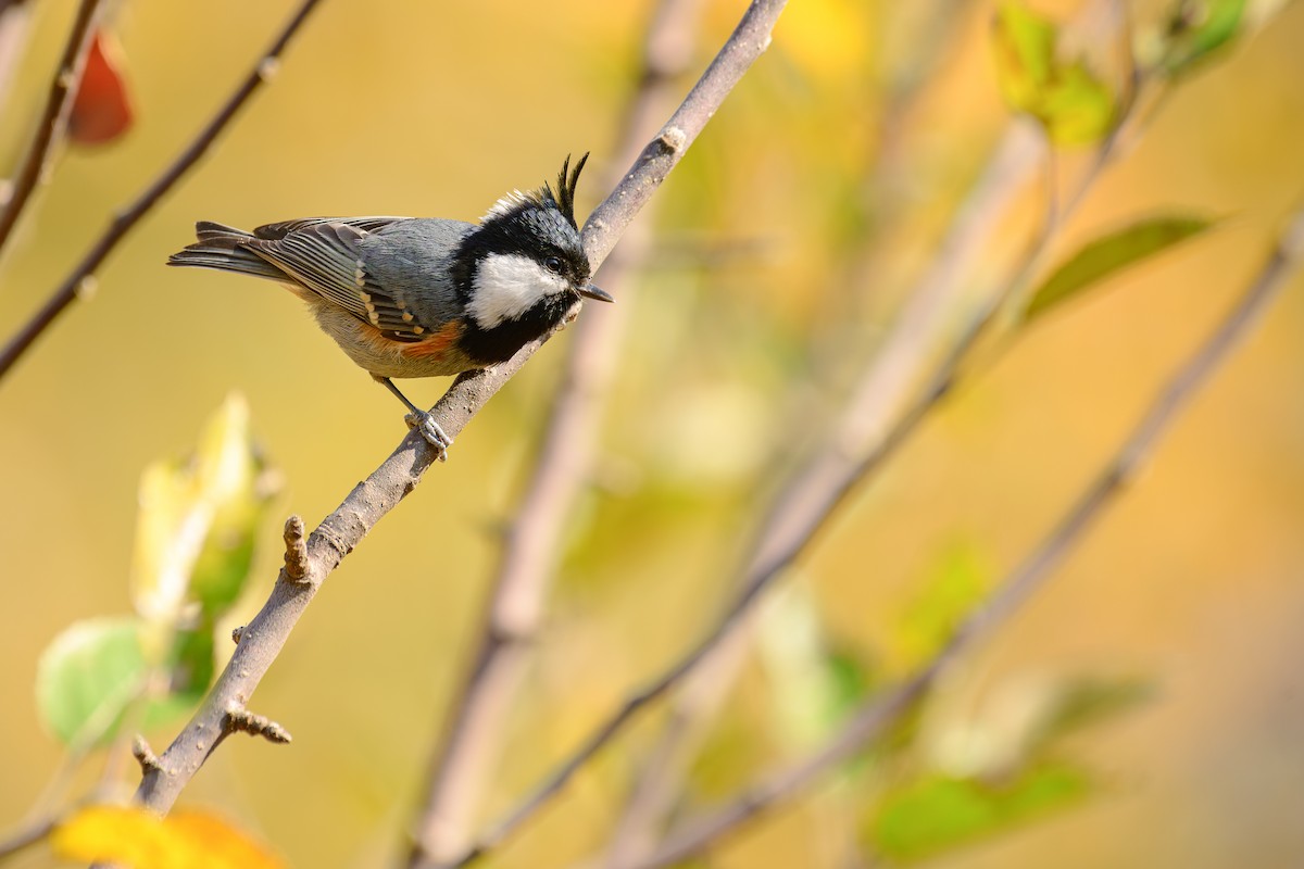 Carbonero Garrapinos - ML646828328