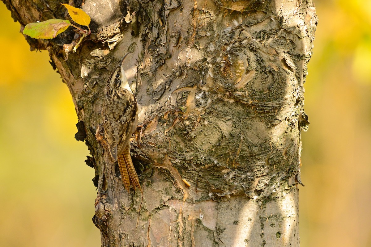 Agateador del Himalaya - ML646828329