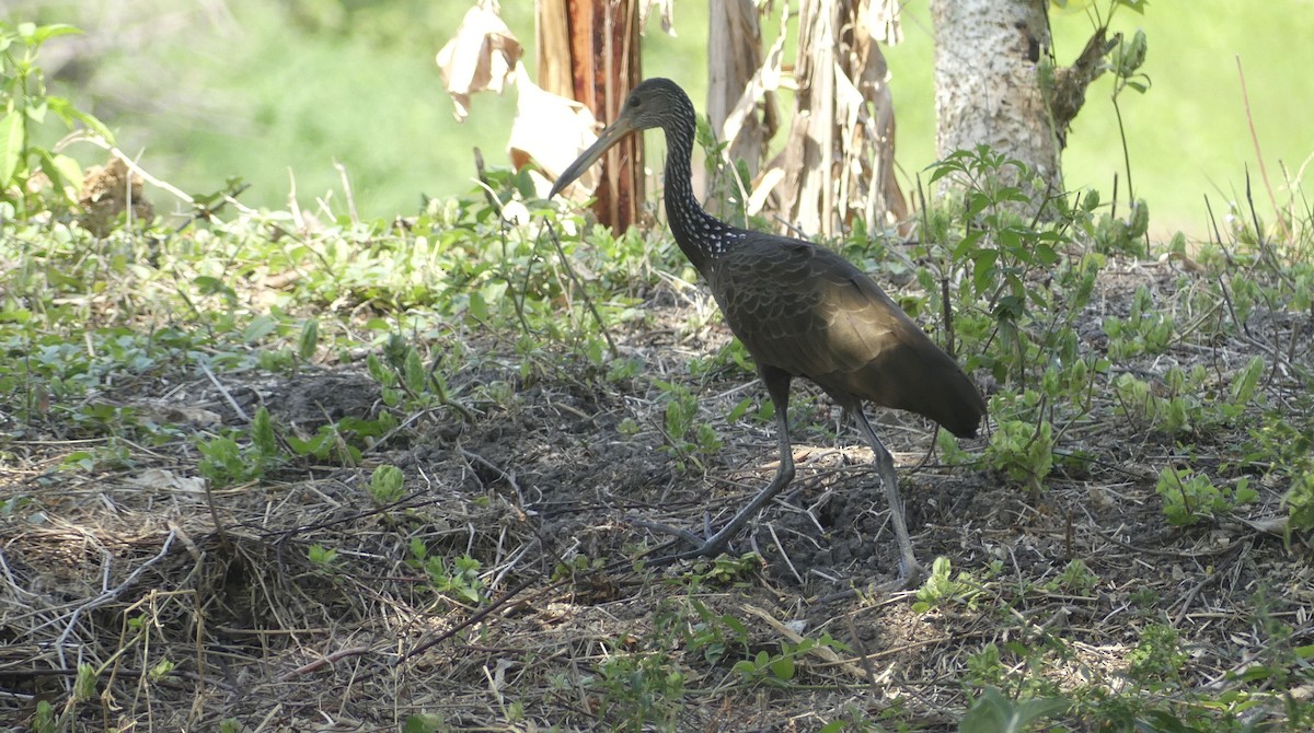 Carrao - ML646828330