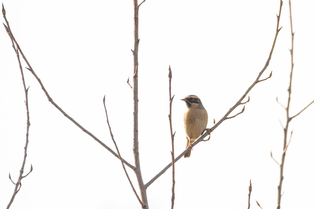 Acentor Gorjinegro - ML646828331