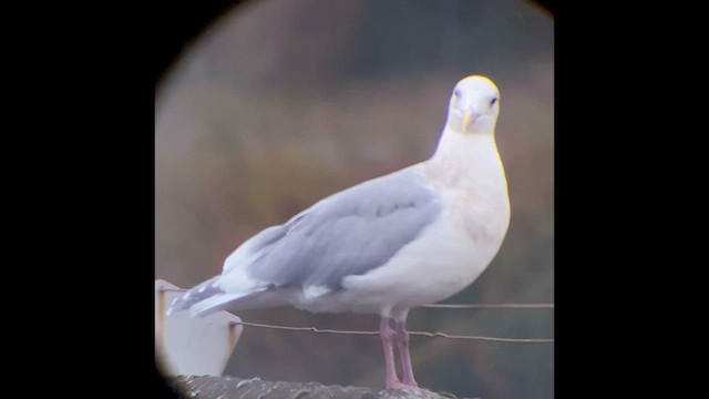 Gaviota de Bering - ML646828332