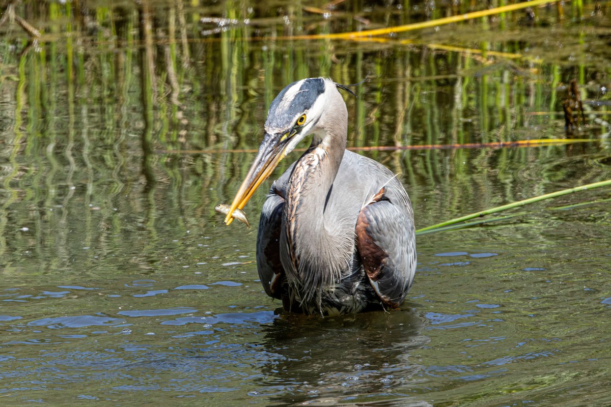 Garza Azulada - ML646828333