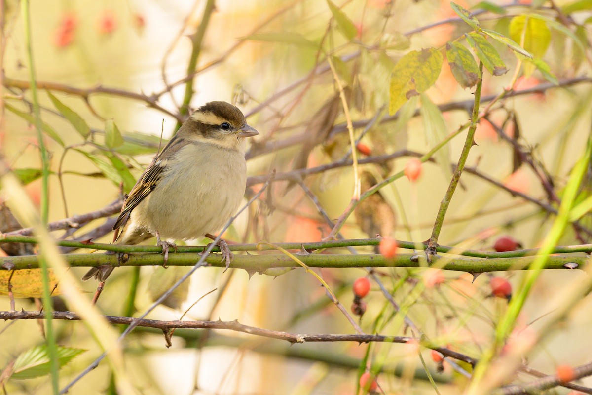 Gorrión Rutilante - ML646828334