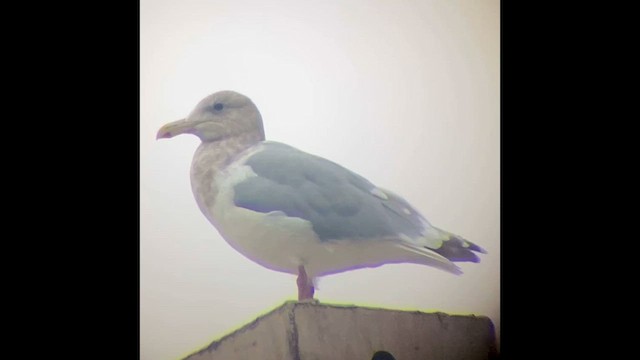Gaviota Occidental x de Bering (híbrido) - ML646828337