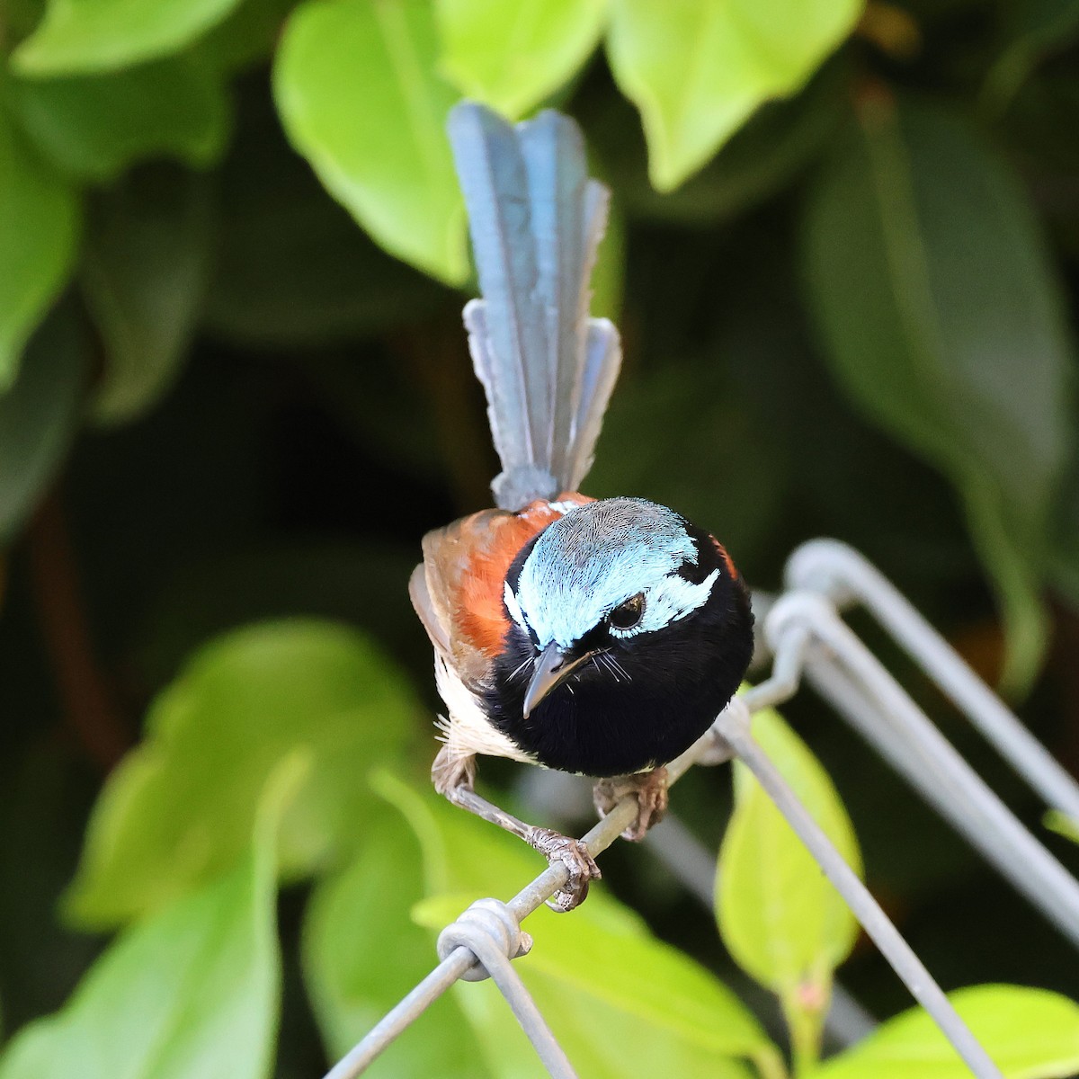 Maluro Elegante - ML646828339