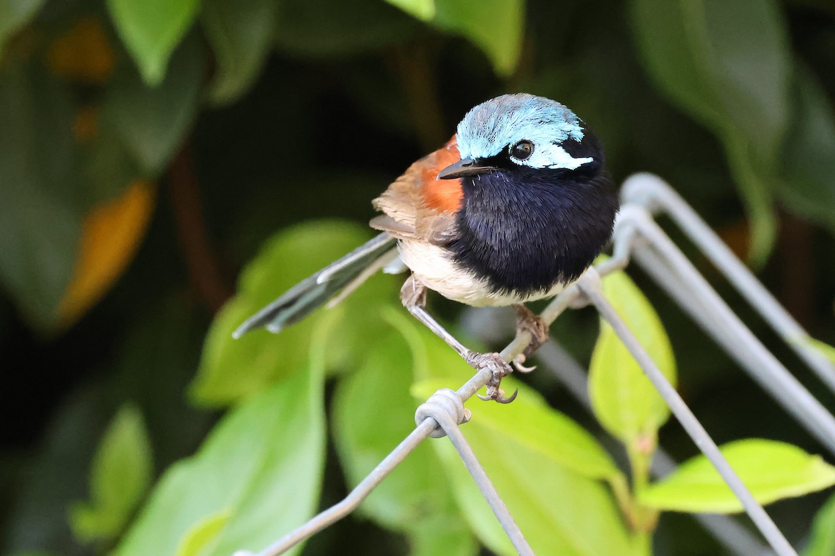 Maluro Elegante - ML646828340