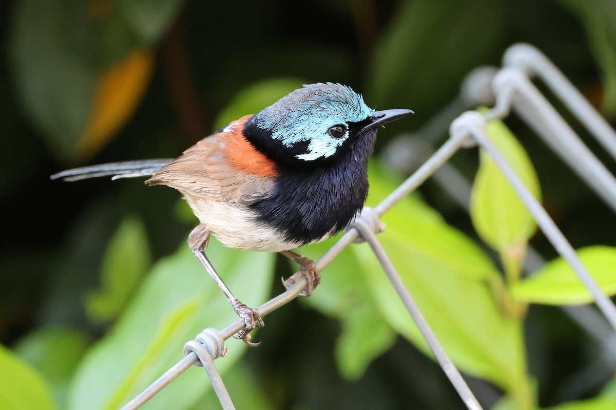 Maluro Elegante - ML646828341