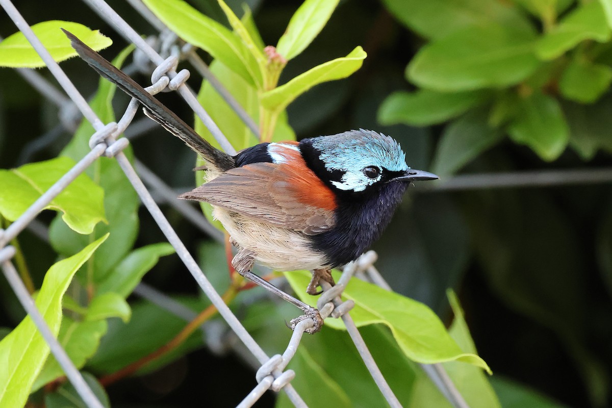 Maluro Elegante - ML646828342