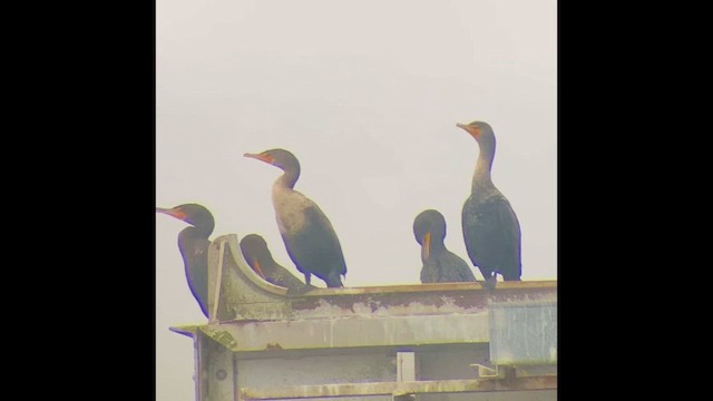 Cormorán Orejudo - ML646828343