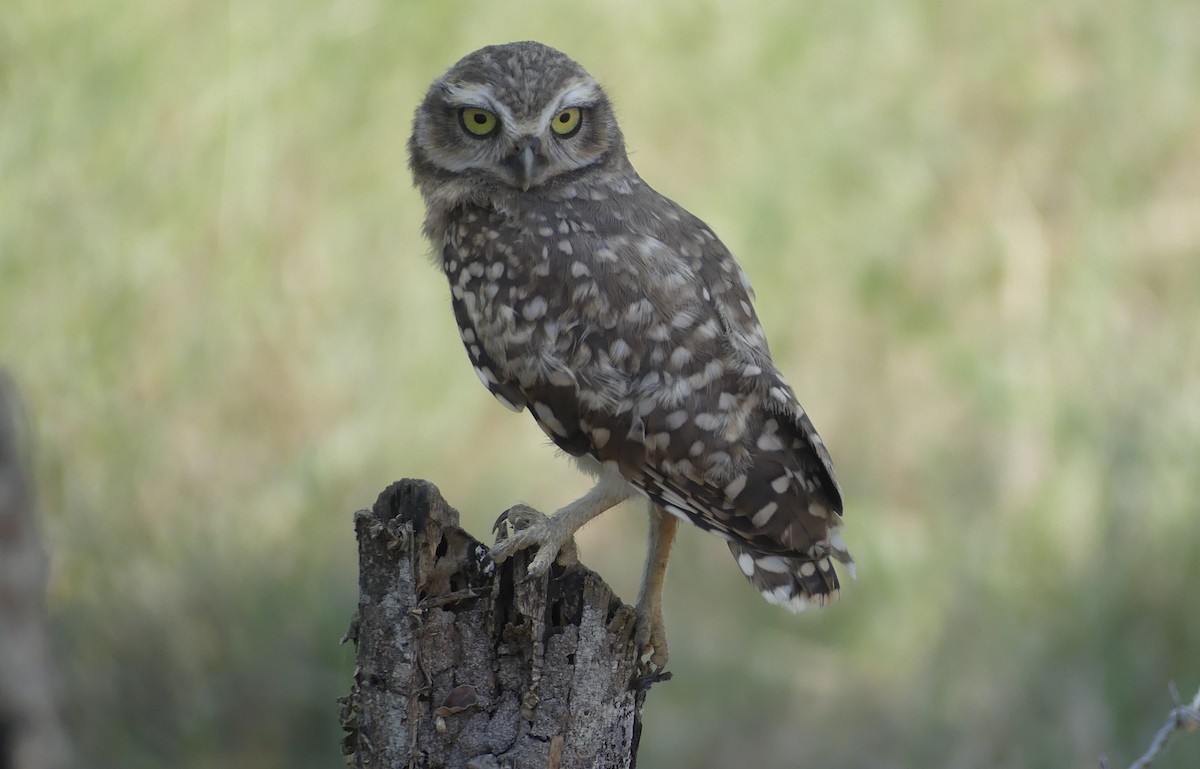 Mochuelo de Madriguera - ML646828344