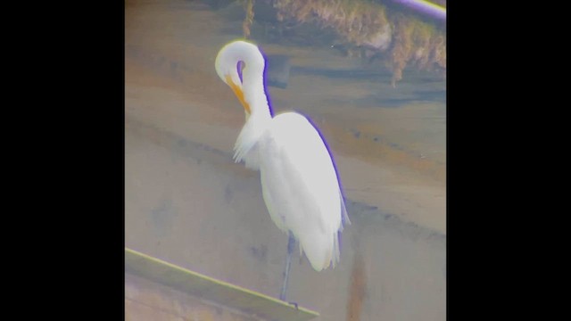 Garceta Grande - ML646828345