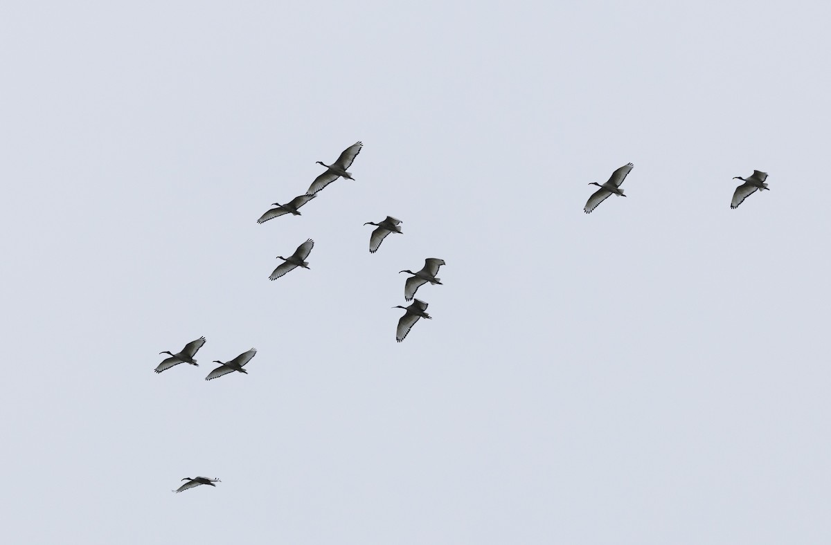 Ibis Sagrado - ML646828348