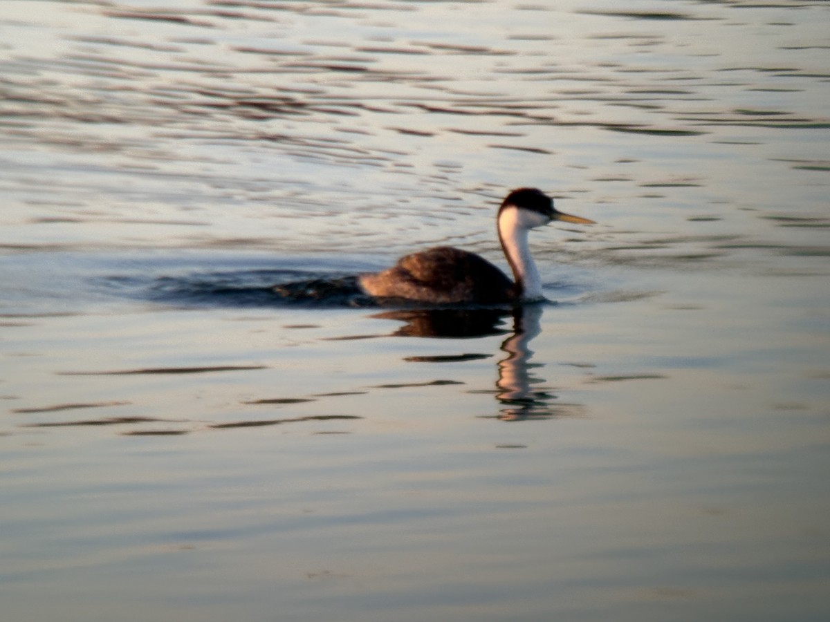 Achichilique Común - ML646828350