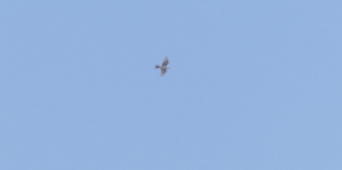 Rapaz diurna sp. - ML646828351